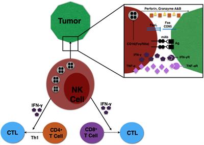 Natural Killer Cell-Based Immunotherapy in Gynecologic Malignancy: A Review